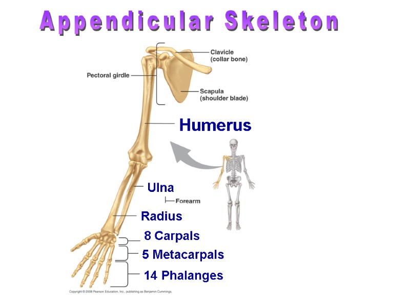 >Appendicular Skeleton Humerus Ulna Radius 8 Carpals 14 Phalanges 5 Metacarpals